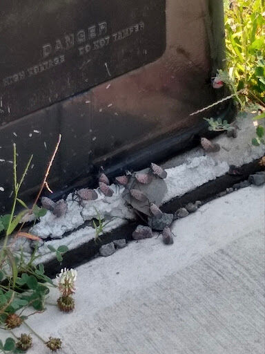 Lanternflies 2.jpg